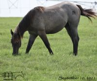 Drifting Dividend MA's 2020 Colt